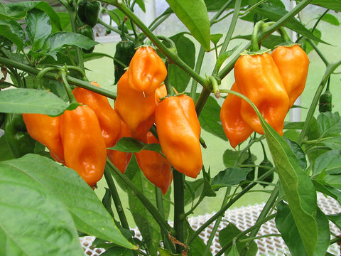 PEPPER HOT ORANGE HABANERO