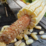 CORN PENCIL COB