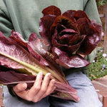 LETTUCE SUPER RED ROMAINE