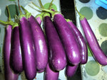 EGGPLANT LONG PURPLE