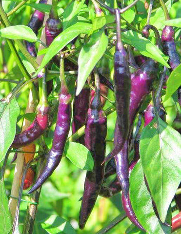 PEPPER HOT PURPLE CAYENNE