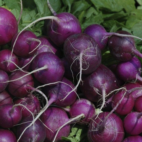 RADISH PURPLE PLUM