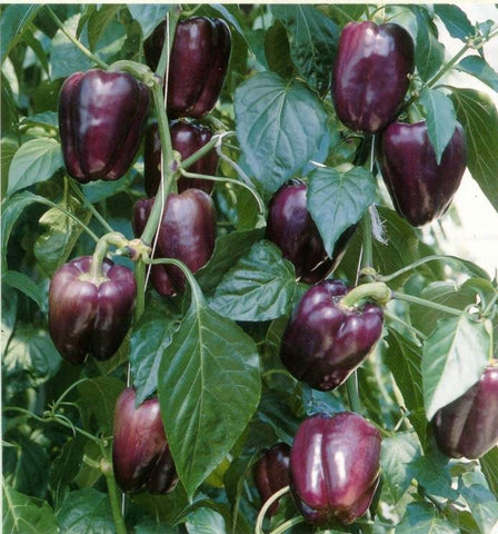 PEPPER SWEET PURPLE BEAUTY