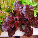 LEAF LETTUCE SALAD BOWL RED