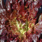 LEAF LETTUCE SALAD BOWL RED