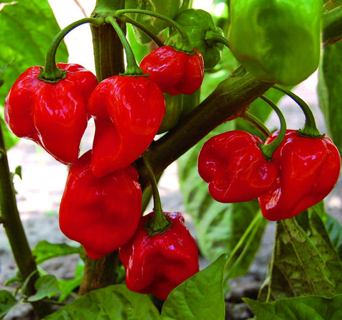 PEPPER HOT CARRIBEAN RED HABANERO