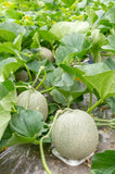 MELON ROCKY FORD GREENFLESH ORGANIC