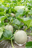 MELON ROCKY FORD GREENFLESH