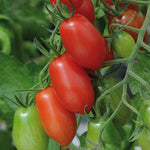 TOMATO ROMA VF