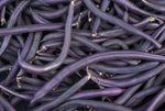 BUSH GREEN BEAN ROYAL BURGUNDY