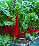 SWISS CHARD RUBY RED