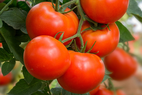 TOMATO RUTGERS