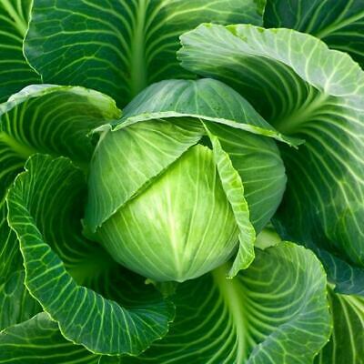 CABBAGE COPENHAGEN MARKET