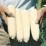 CORN SILVERMINE