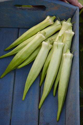 OKRA SILVER QUEEN