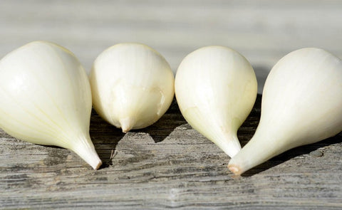 ONION SOUTHPORT WHITE BUNCHING