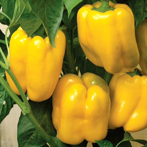 PEPPER SWEET SUNBRIGHT YELLOW