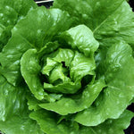 LETTUCE TOM THUMB ORGANIC