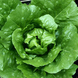 LETTUCE TOM THUMB ORGANIC