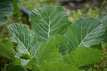 COLLARDS VATES