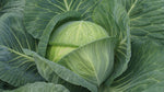 CABBAGE LATE FLAT DUTCH