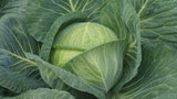 CABBAGE LATE FLAT DUTCH