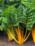 SWISS CHARD ORANGE