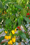 PEPPER LEMON YELLOW HABANERO