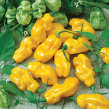 PEPPER LEMON YELLOW HABANERO